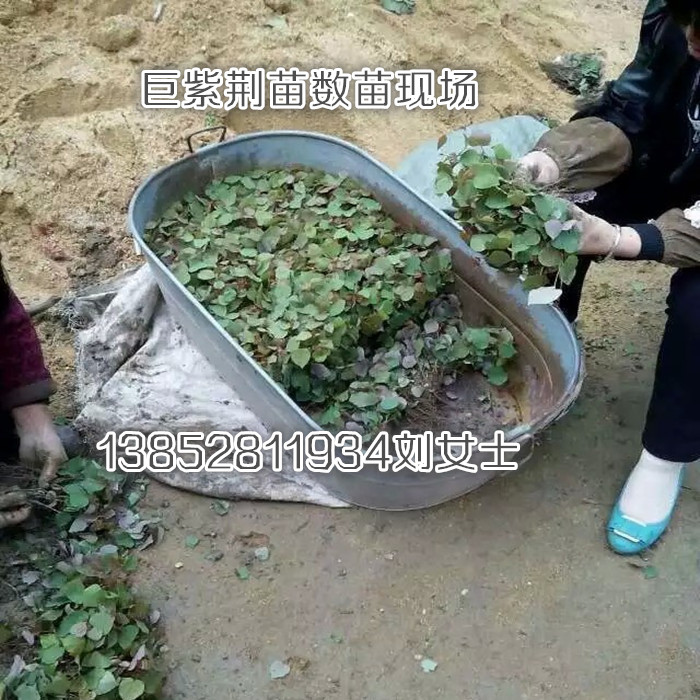 一公分巨紫荊樹苗全國貨到付款銷售原始圖片3