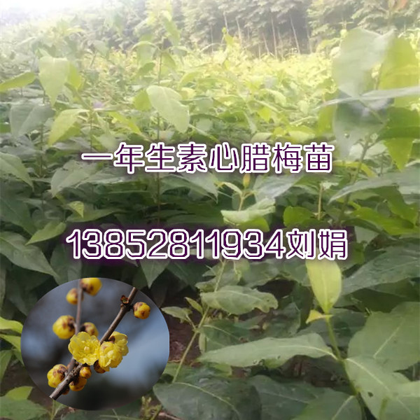貨到付款銷售臘梅種子江蘇{zd0}的花灌木種子基地