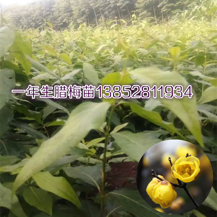 貨到付款銷售臘梅種子江蘇{zd0}的花灌木種子基地