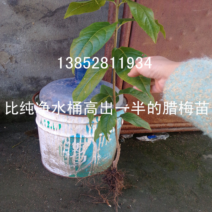 貨到付款銷售臘梅種子江蘇{zd0}的花灌木種子基地