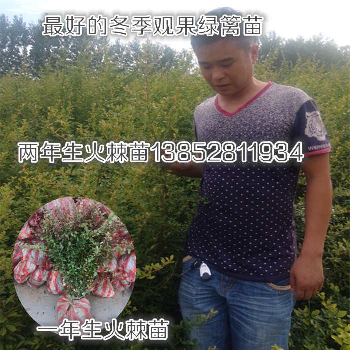 江蘇火棘小苗價(jià)格{zx1}一年生火棘苗生長(zhǎng)報(bào)告已經(jīng)50厘米高啦