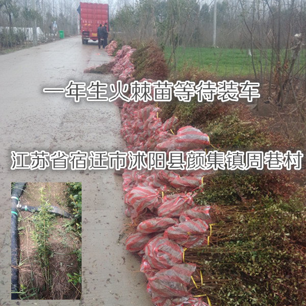 江蘇火棘小苗價格{zx1}一年生火棘苗生長報告已經50厘米高啦