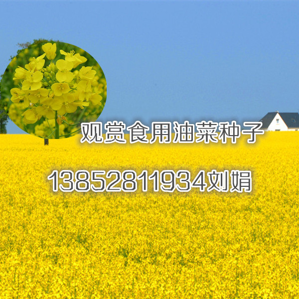 江蘇觀賞油菜種子榨油油菜種子貨到付款