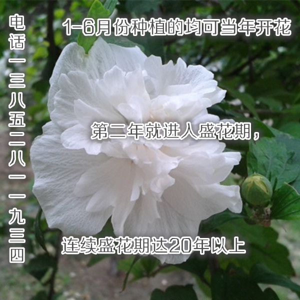 一米高白花木槿苗觀花食用花卉苗圃式銷售模式