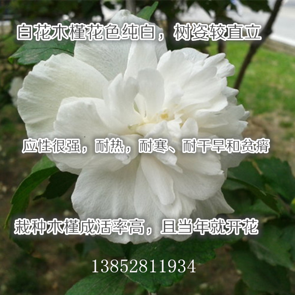 一米高白花木槿苗觀花食用花卉苗圃式銷售模式