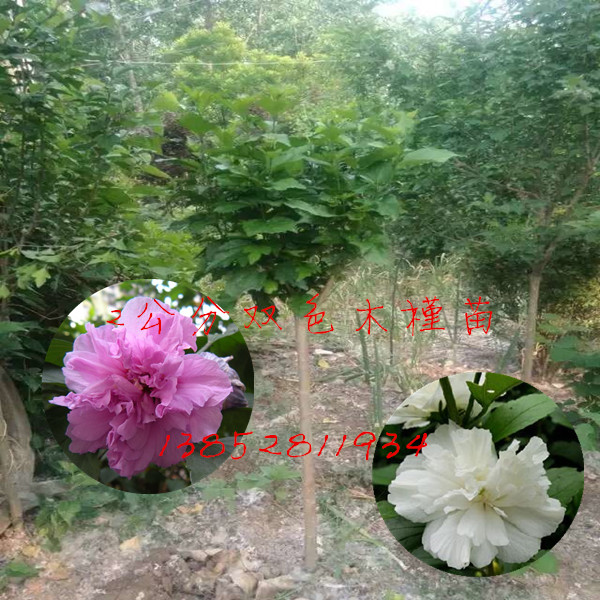 一米高白花木槿苗觀花食用花卉苗圃式銷售模式