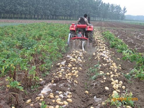 東北大型馬鈴薯收獲機 土豆收獲機工作原理 