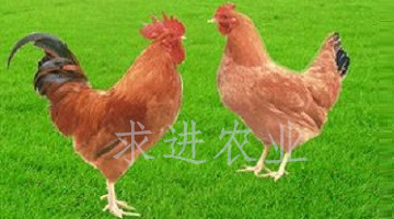 清遠(yuǎn)麻雞苗