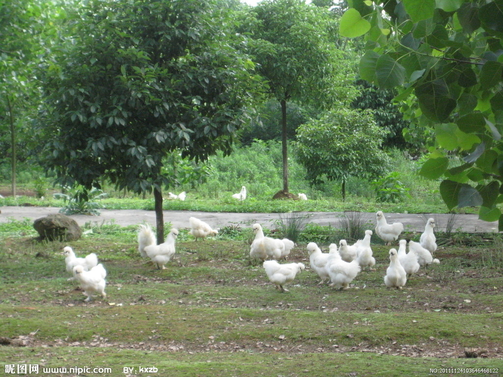 白鳳烏雞苗廠家