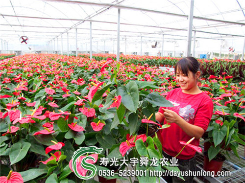 舜龍供應幾型鋼鍍鋅鋼大棚骨架蔬菜大棚建設利用鍍鋅鋼骨架 堅固耐用壽命長