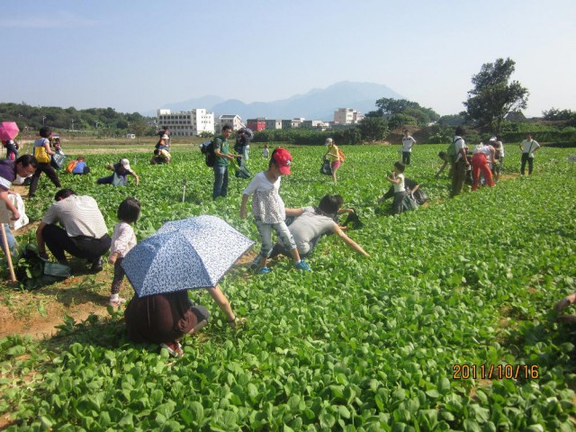 番禺綠色蔬菜供應(yīng)商