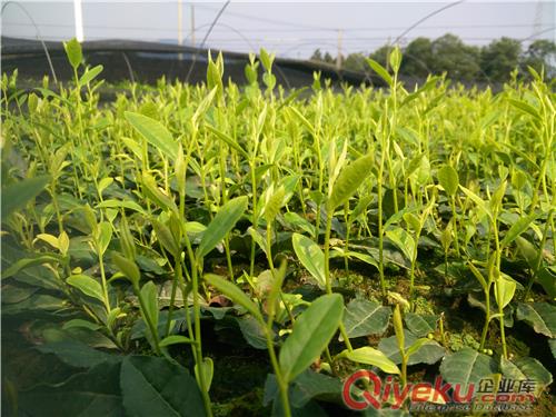 黃金葉茶苗