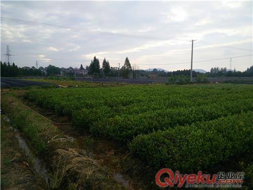 安吉黃金葉茶苗