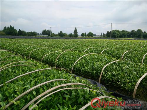 安吉黃金葉茶苗