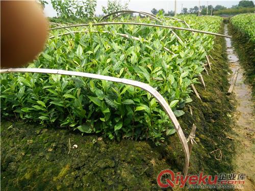 安吉黃金葉茶苗