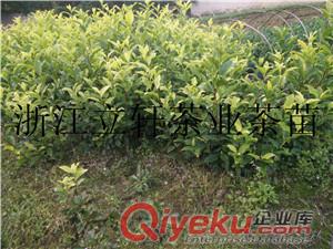 黃金葉茶苗