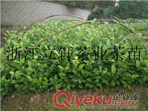 黃金葉茶苗原始圖片2