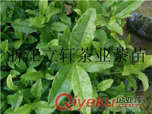 黃金葉茶苗原始圖片3