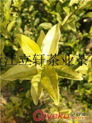 茶苗