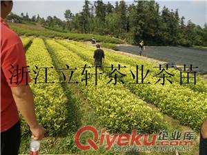 黃茶茶苗