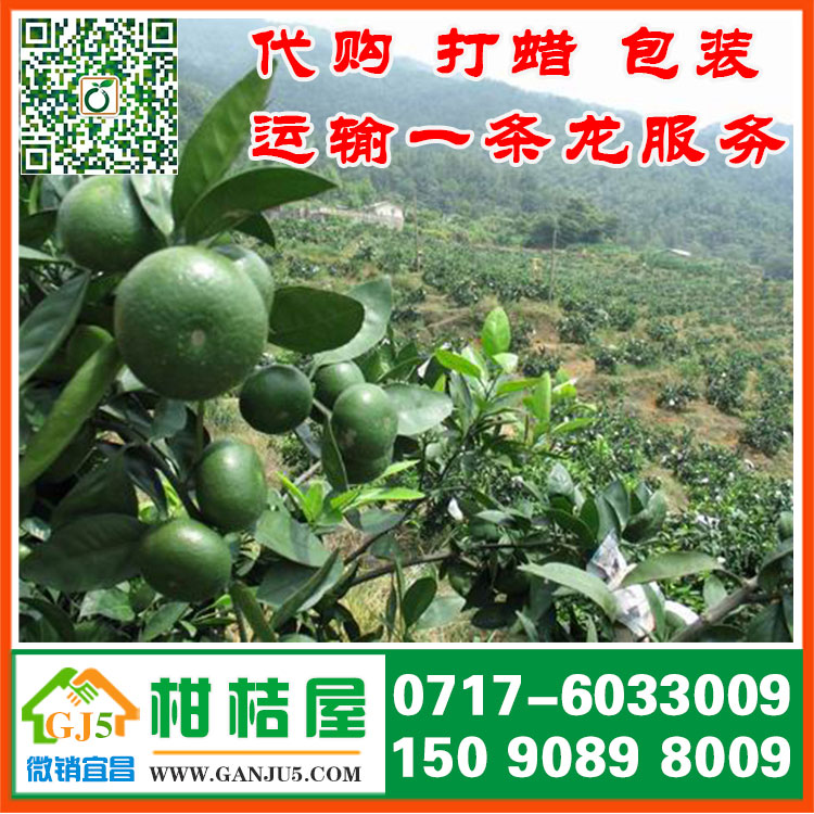 宜昌中熟柑橘市場行情 湖北宜昌中熟柑橘銷售產(chǎn)地供應(yīng)價格原始圖片2