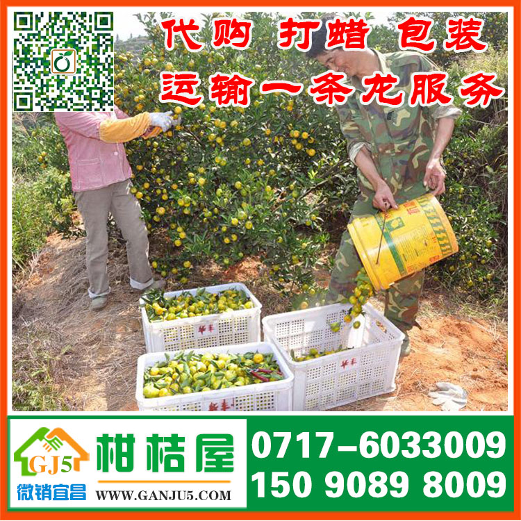 宜昌中熟柑橘市場行情 湖北宜昌中熟柑橘銷售產(chǎn)地供應(yīng)價格原始圖片3