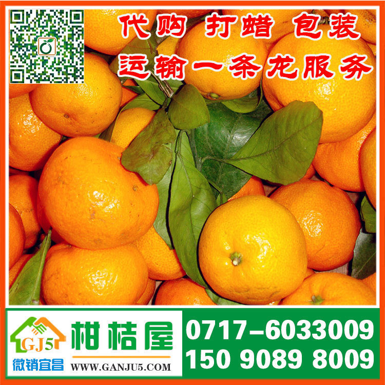 呂梁晚熟柑橘供應價格 山西呂梁晚熟柑橘直銷價格市場批發