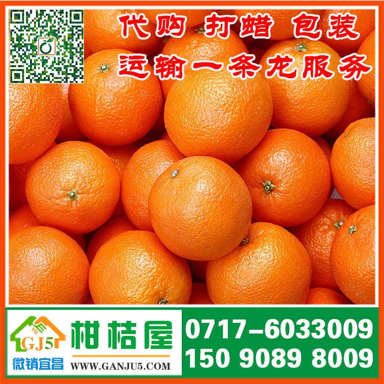 巴彥淖爾早熟密橘多少錢 內蒙古巴彥淖爾早熟密橘銷售產地什么價格