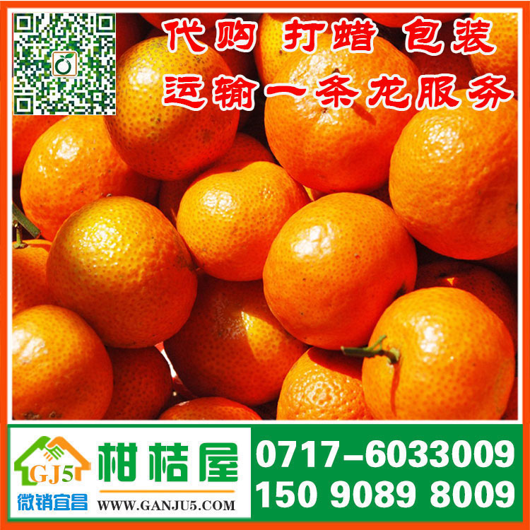 阿拉善早熟蜜桔供應價格 內蒙古阿拉善早熟蜜桔銷售產地{zx1}行情