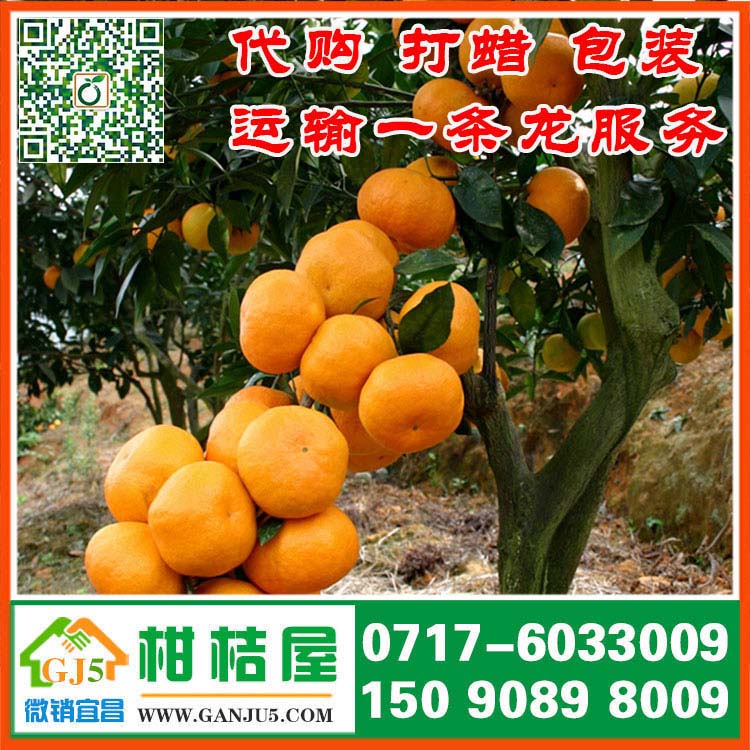 廈門早熟密桔{zx1}行情 福建廈門早熟密桔銷售價格市場批發(fā)