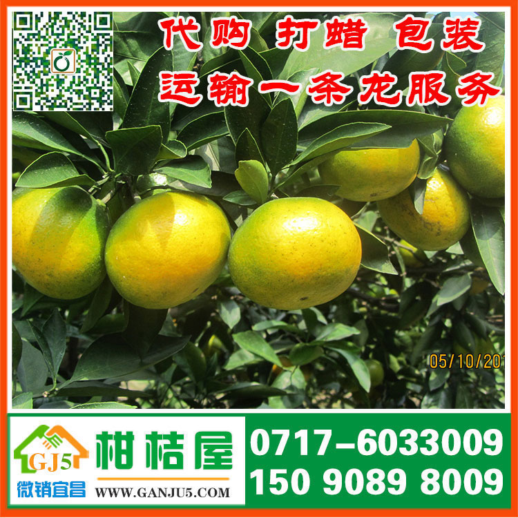 珠暉區(qū)早熟密橘批發(fā)價格 衡陽市珠暉區(qū)早熟密橘代收價格水果市場