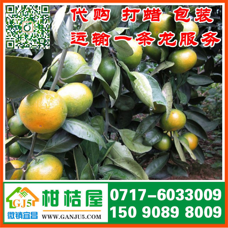 環(huán)城水果早熟密橘水果供應(yīng) 岳陽市環(huán)城水果早熟密橘代收產(chǎn)地{zx1}價格