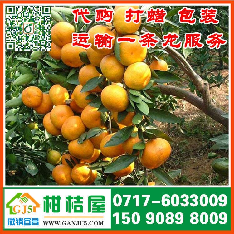 泰山路早熟蜜橘{zx1}價(jià)格 汕頭市泰山路早熟蜜橘直銷價(jià)格市場(chǎng)行情