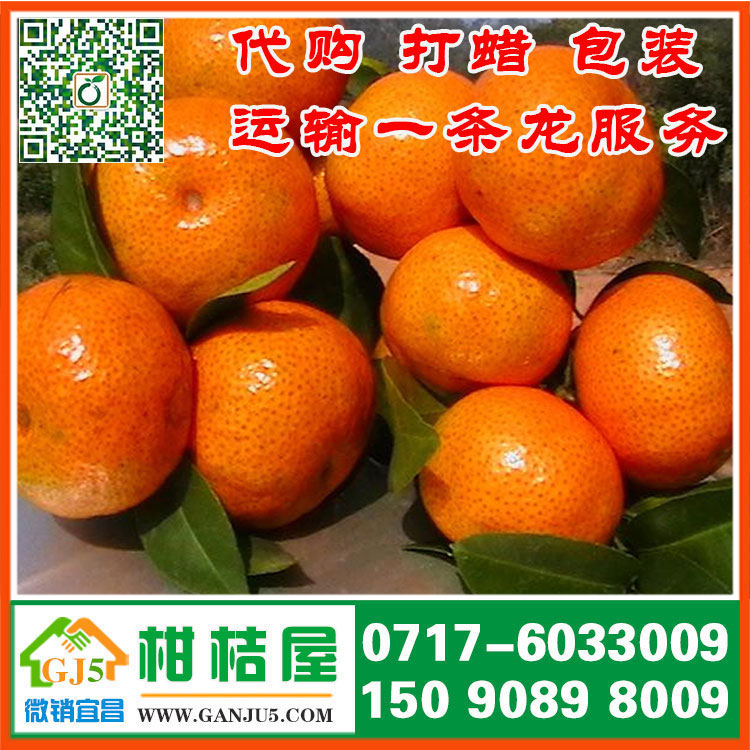 朝陽(yáng)區(qū)早熟柑橘{zx1}價(jià)格 汕頭市朝陽(yáng)區(qū)早熟柑橘直銷產(chǎn)地什么價(jià)格