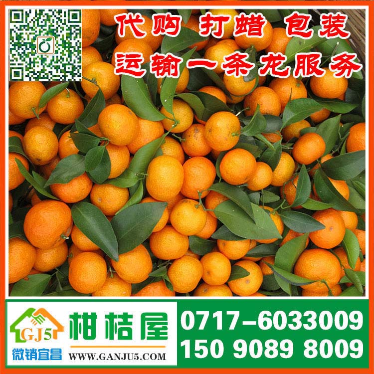 欽南區早熟蜜桔供應商 欽州市欽南區早熟蜜桔銷售價格水果批發