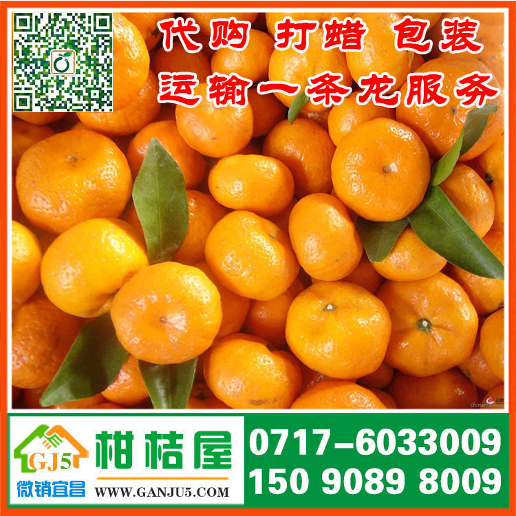 欽南區早熟蜜桔供應商 欽州市欽南區早熟蜜桔銷售價格水果批發