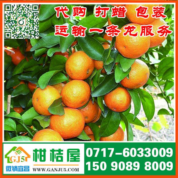 牛嶺水果早熟密橘市場行情 貴港市牛嶺水果早熟密橘代收價格水果市場