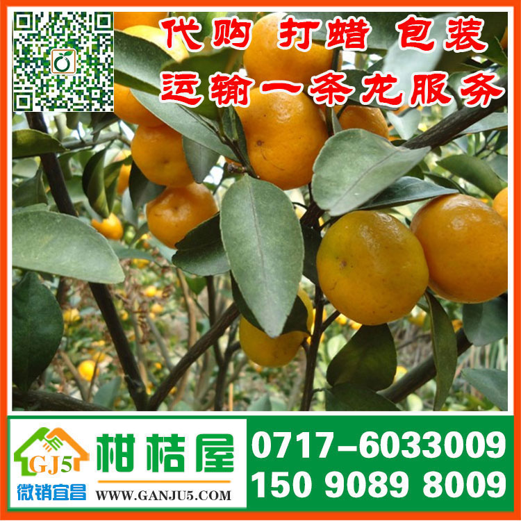 洪南路早熟蜜橘水果市場 畢節市洪南路早熟蜜橘銷售價格水果供應