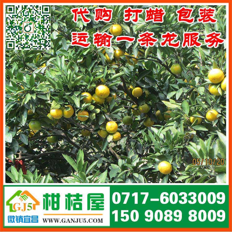 凱運大道早熟蜜桔多少錢 凱里市凱運大道早熟蜜桔代收價格什么價格