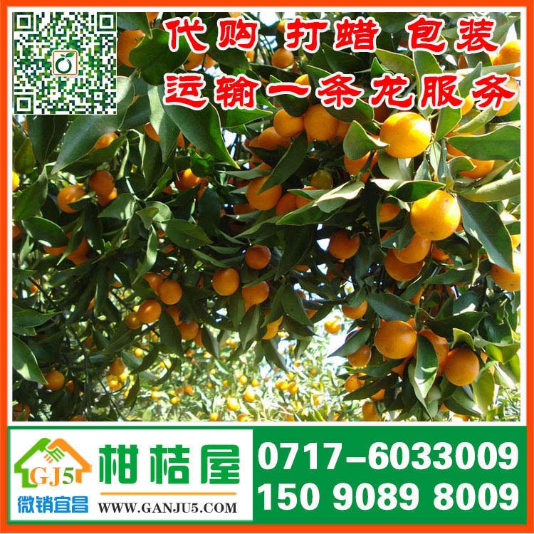 果品早熟柑橘供應商 凱里市果品早熟柑橘直銷價格{zx1}價格