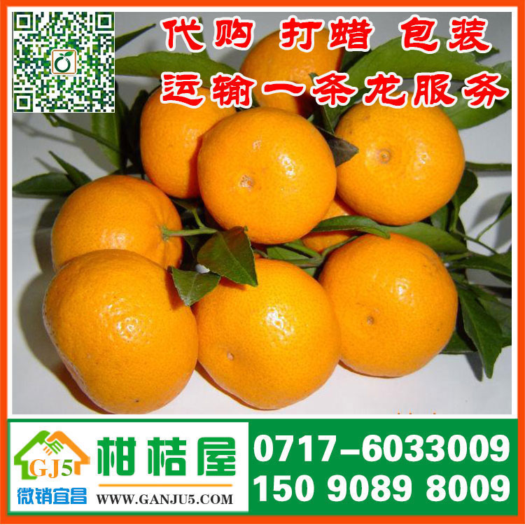 富家灣早熟密橘多少錢 長沙市富家灣早熟密橘直銷產地市場價格
