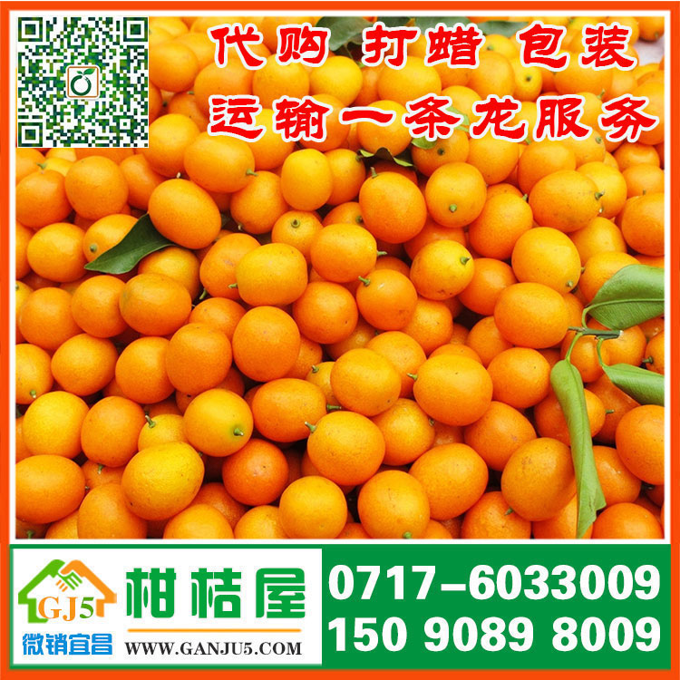 新鮮水果早熟柑桔市場價格 長沙市新鮮水果早熟柑桔直銷價格產地價格