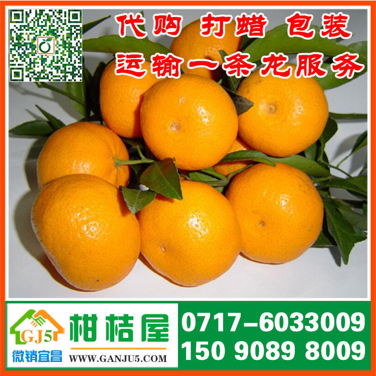 新鮮水果早熟柑桔市場價格 長沙市新鮮水果早熟柑桔直銷價格產地價格