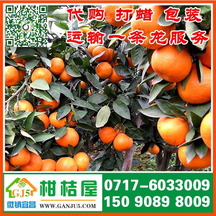 銅官山區中熟蜜桔水果價格 銅陵市銅官山區中熟蜜桔銷售價格批發價格