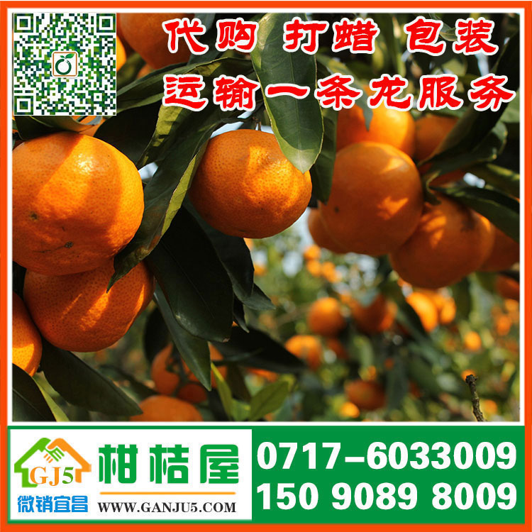 水果批發(fā)中熟蜜橘多少錢 黃山市水果批發(fā)中熟蜜橘銷售價(jià)格水果價(jià)格