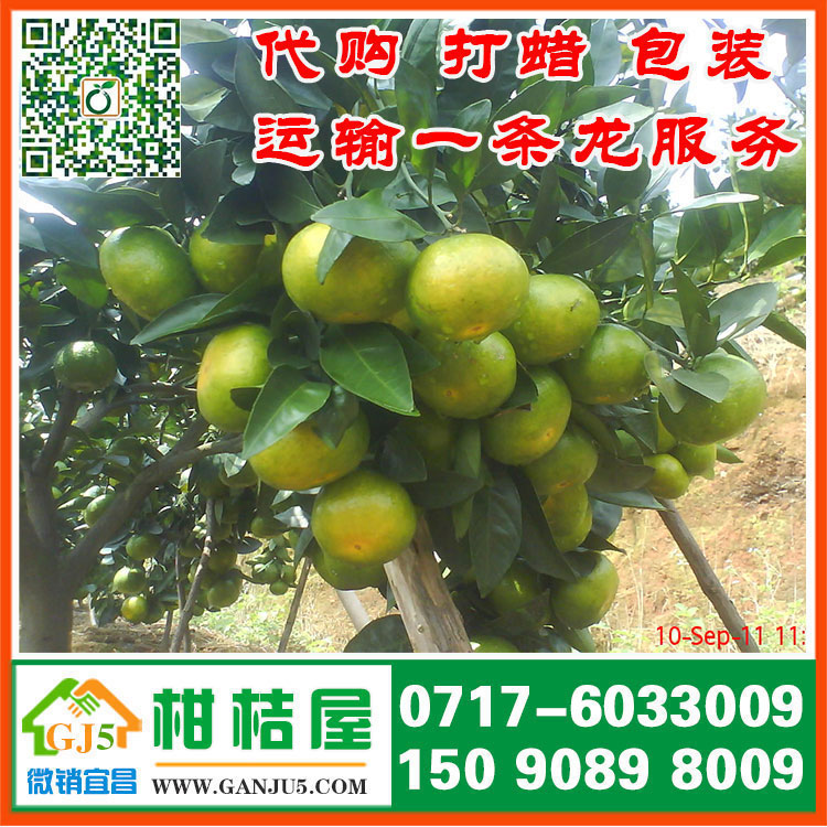 海門東洲中熟柑桔多少錢 南通市海門東洲中熟柑桔直銷產(chǎn)地{zx1}行情
