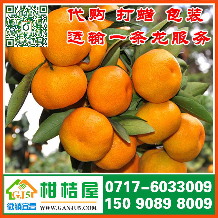 海寧市中熟蜜桔{zx1}價格 嘉興市海寧市中熟蜜桔銷售產(chǎn)地批發(fā)價格