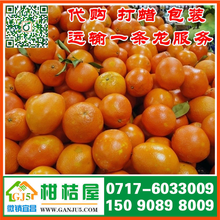 楚王城遲熟蜜桔水果批發(fā) 信陽市楚王城遲熟蜜桔代收產(chǎn)地供應(yīng)價格