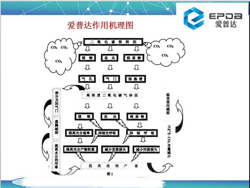 促進了植物對二氧化碳的固定量增加葉綠素昆侖生物{gx}肥