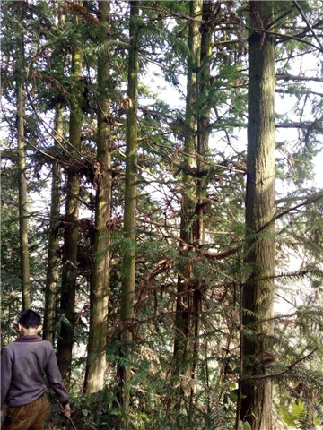 供應云南杉木原木原始圖片3